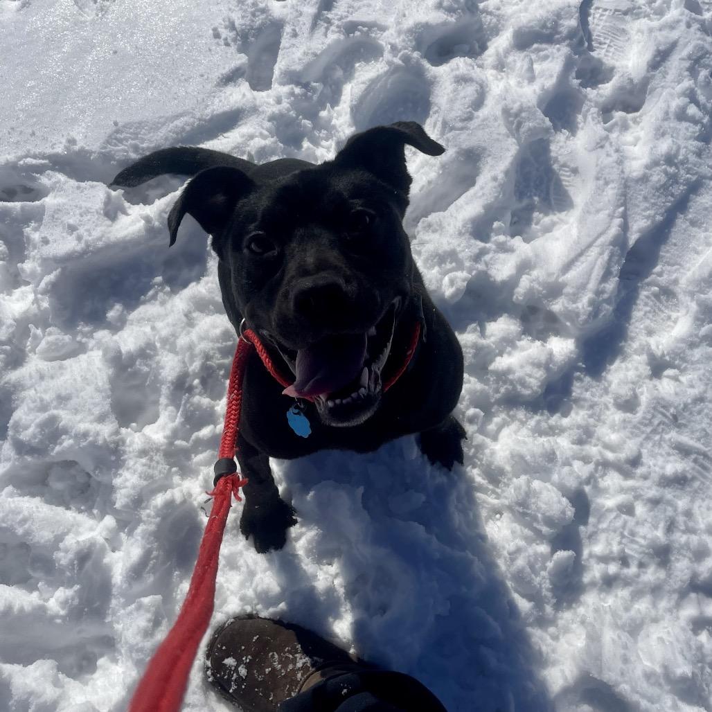 Eugene, Adoptable, Adult Male Labrador Retriever.