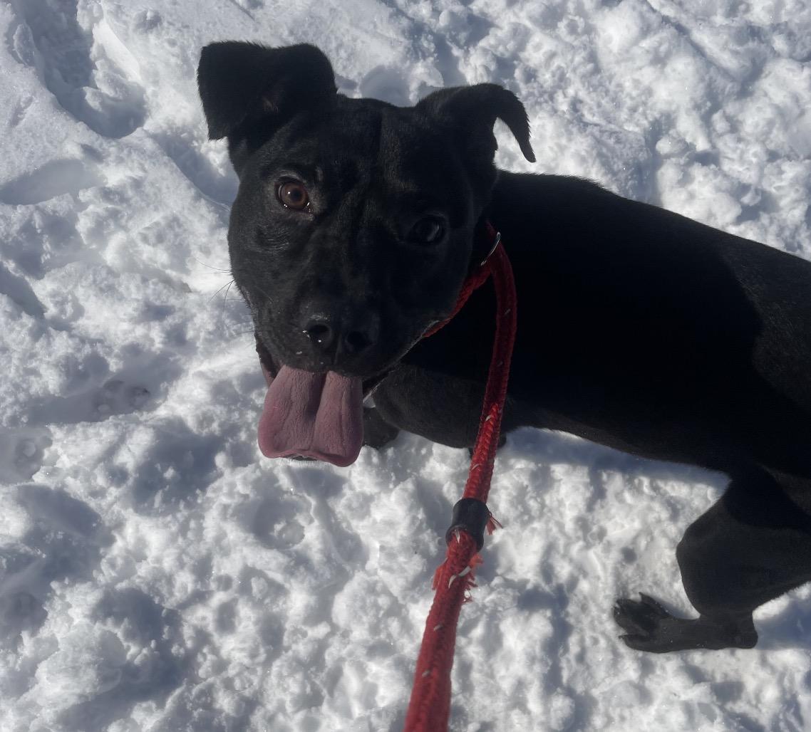 Eugene, a Adoptable mixed breed in Springfield, MO image 2/3