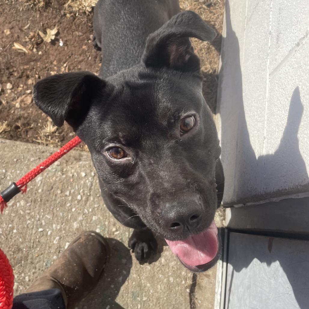 Eugene, a Adoptable mixed breed in Springfield, MO image 3/3