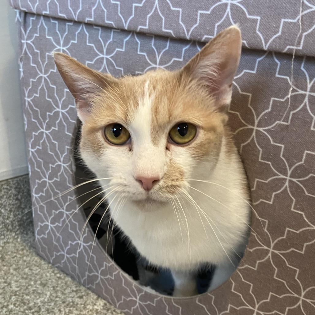 Peachy, Adoptable, Senior Female Domestic Short Hair.
