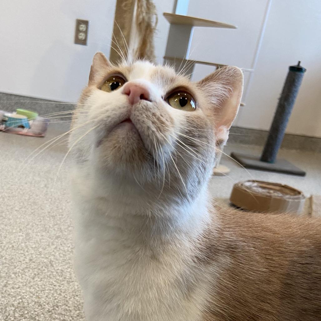 Enlarge Peachy, a Adoptable Domestic Short Hair in Washington Township, OH image 2/4