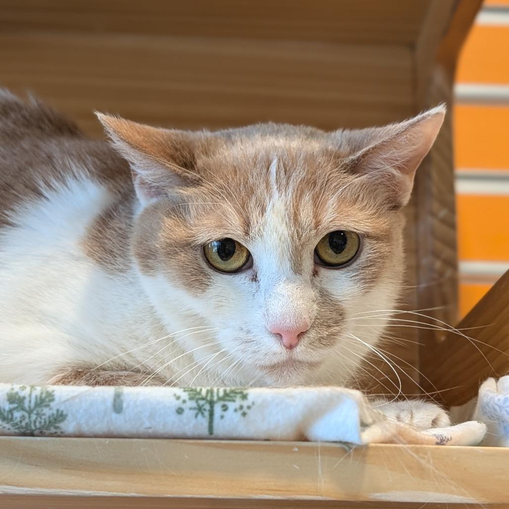 Enlarge Peachy, a Adoptable Domestic Short Hair in Washington Township, OH image 3/4