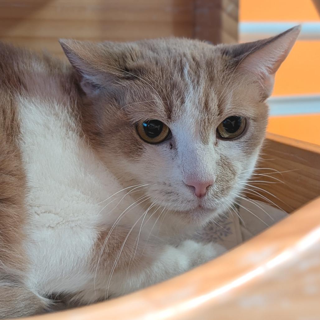 Enlarge Peachy, a Adoptable Domestic Short Hair in Washington Township, OH image 4/4