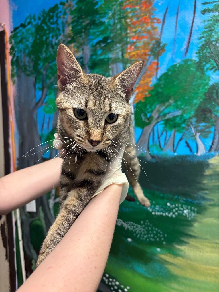 Cicada, Adoptable, Young Male Domestic Short Hair.