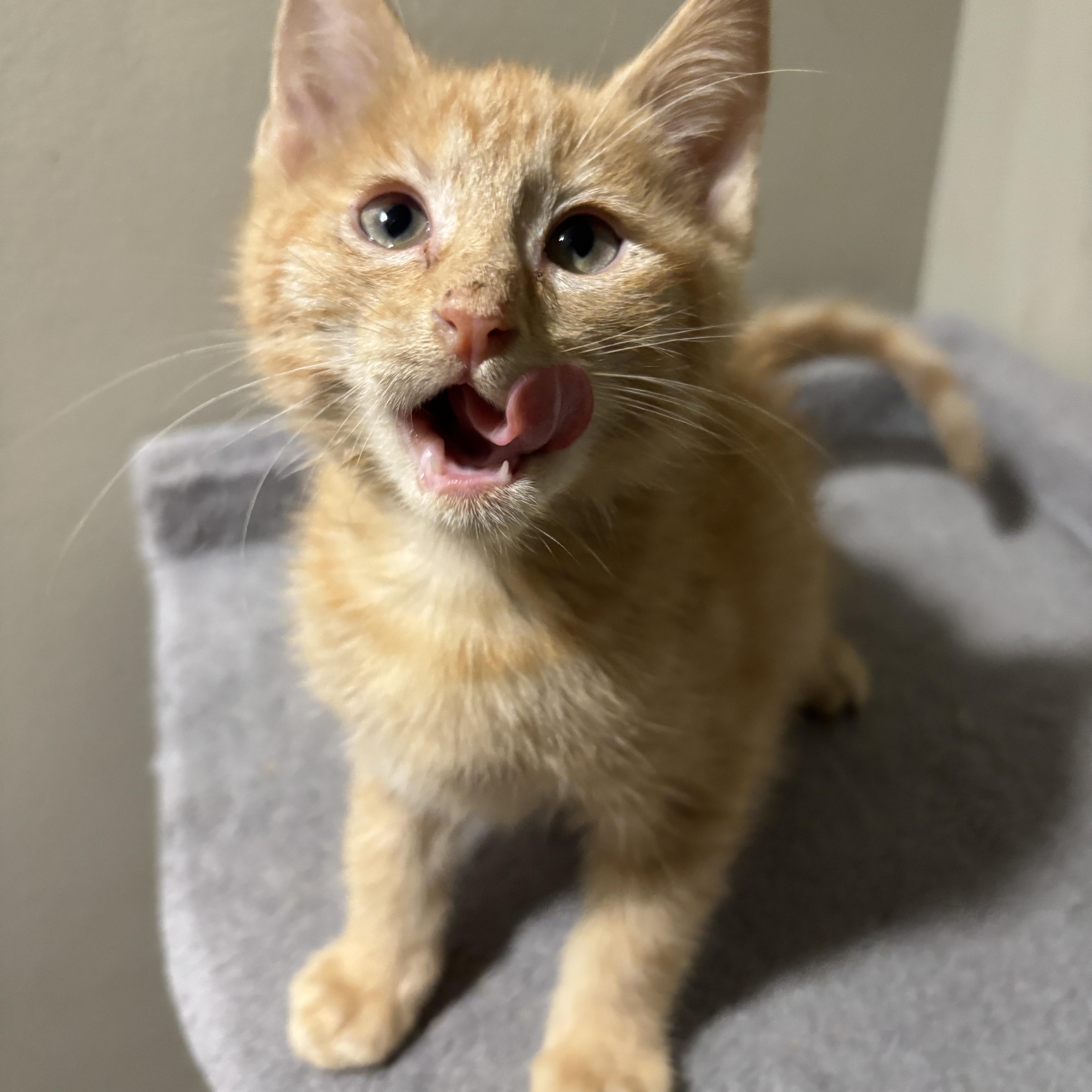Enlarge Beethoven, a Adoptable Tabby in Woodbridge, NJ image 2/3