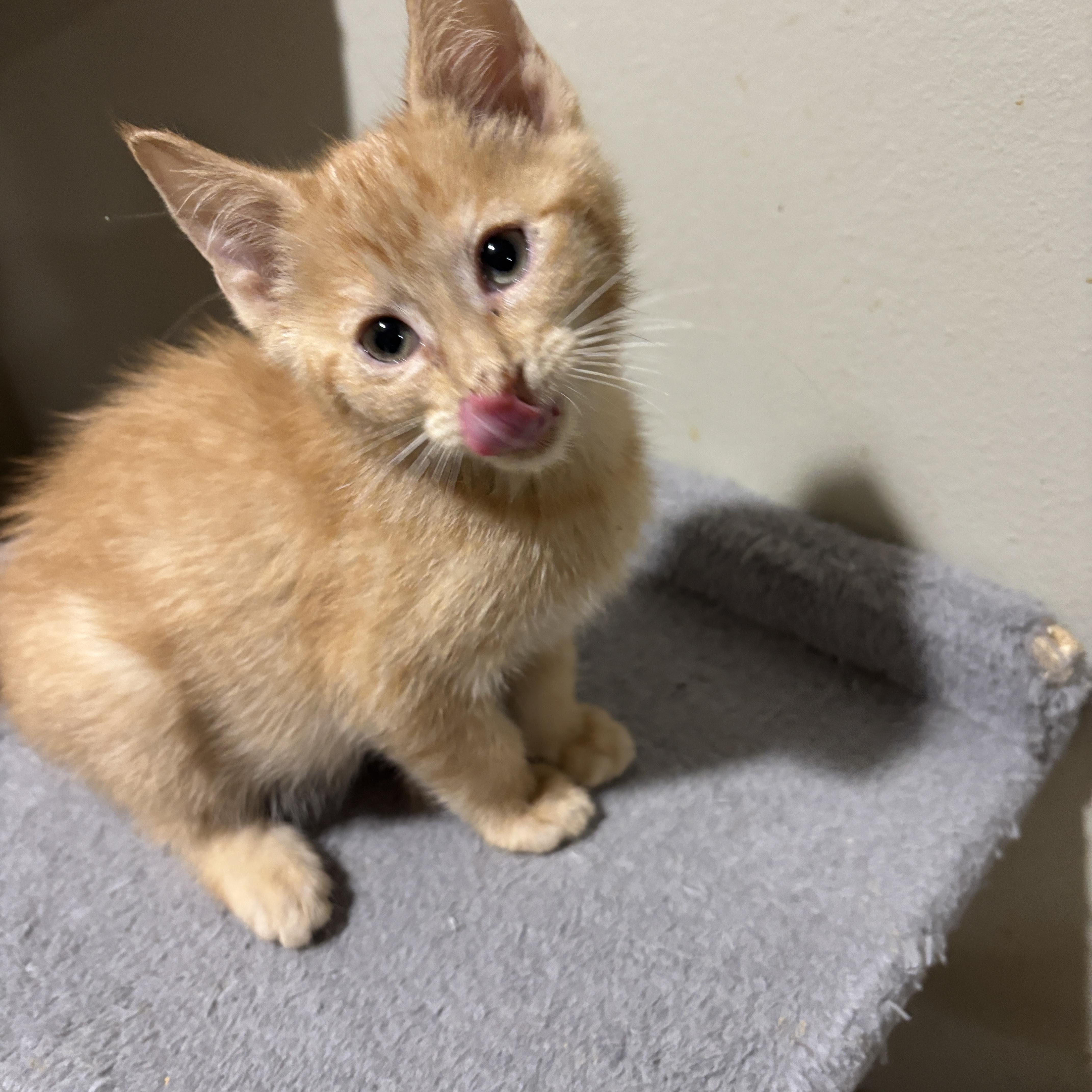 Enlarge Beethoven, a Adoptable Tabby in Woodbridge, NJ image 3/3