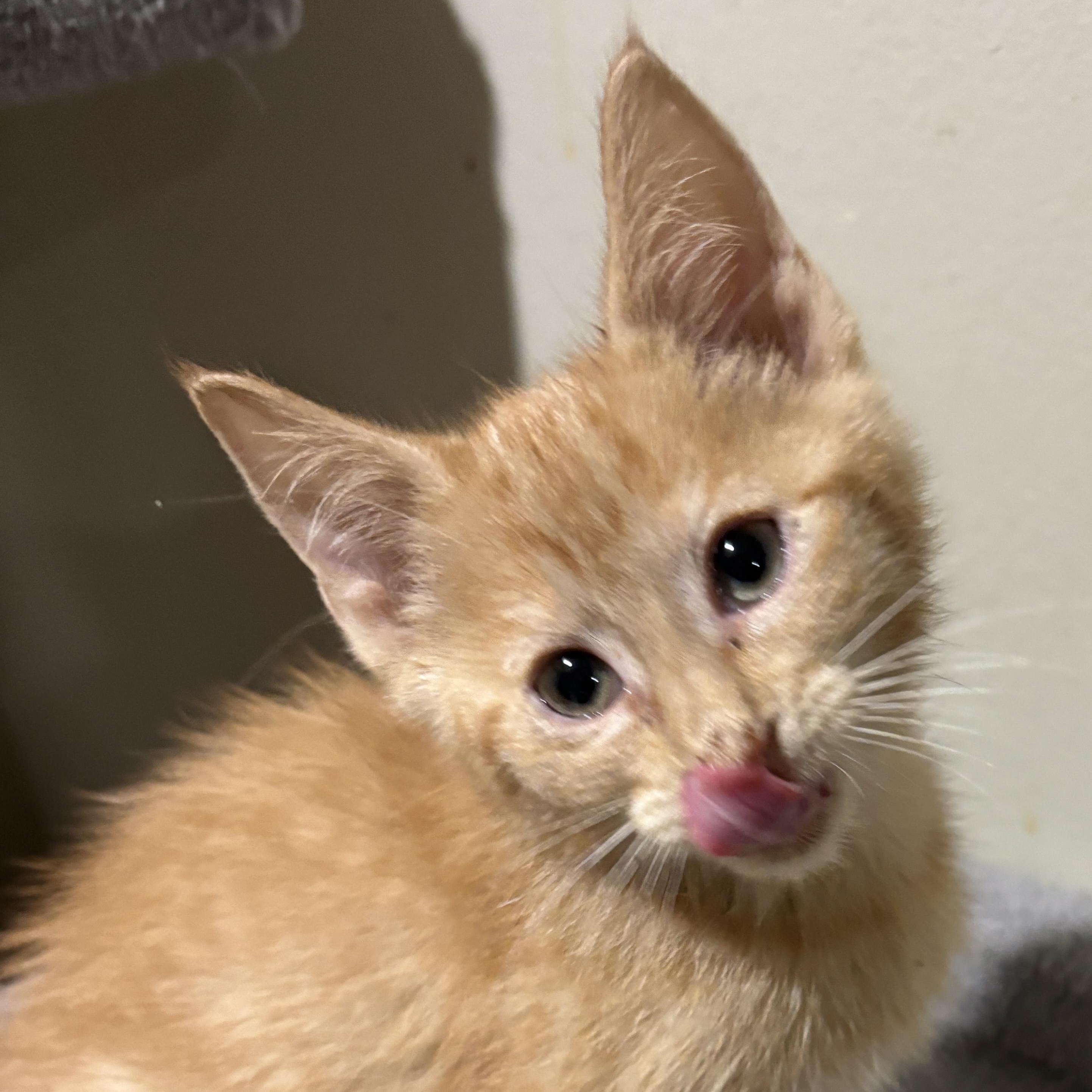 Beethoven, Adoptable, Kitten Male Tabby.