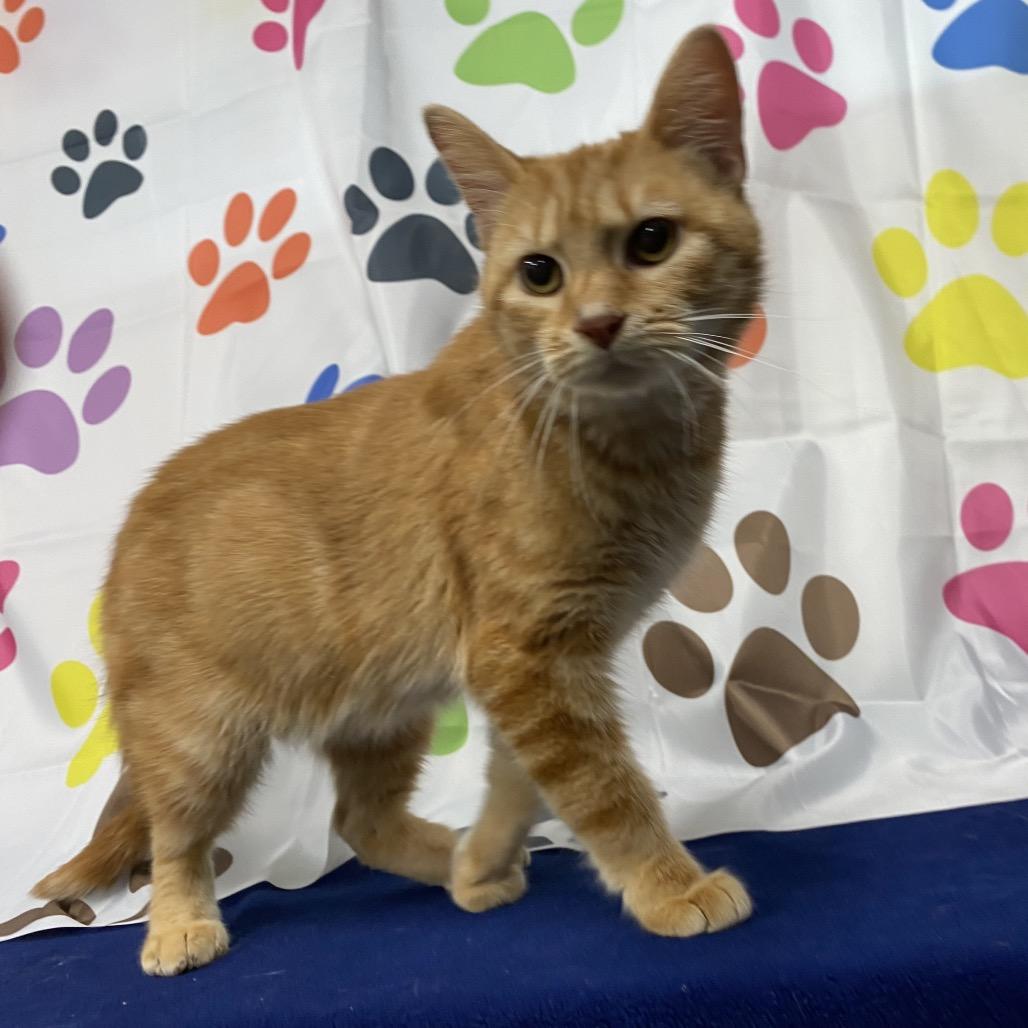 Enlarge Mango, a Adoptable Domestic Short Hair in Walnut Cove, NC image 1/5