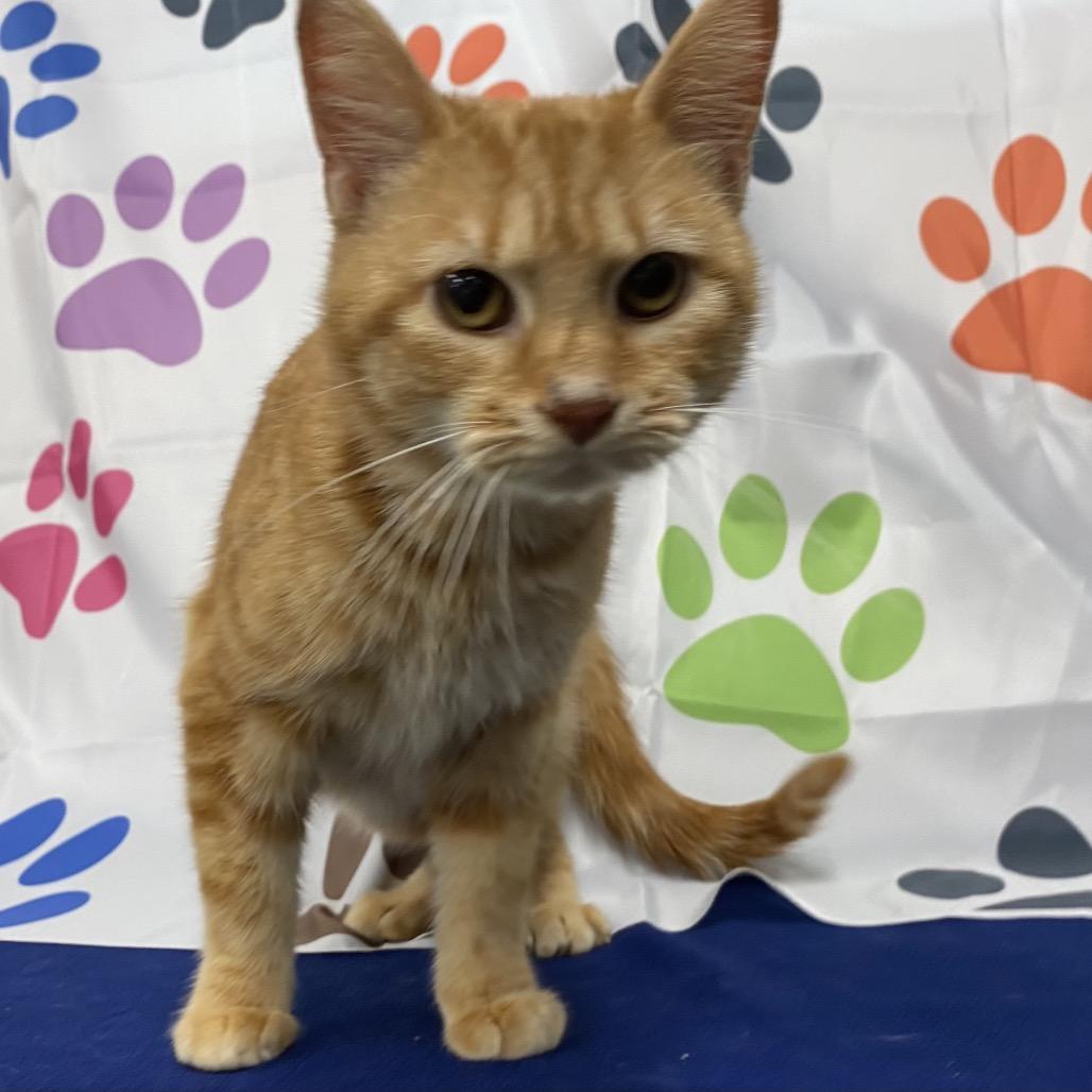 Enlarge Mango, a Adoptable Domestic Short Hair in Walnut Cove, NC image 2/5