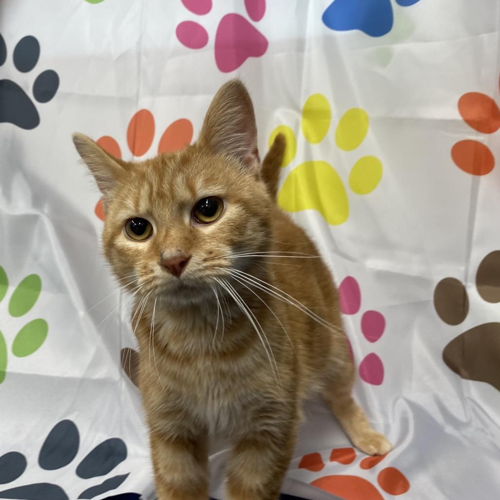 Enlarge Mango, a Adoptable Domestic Short Hair in Walnut Cove, NC image 3/5