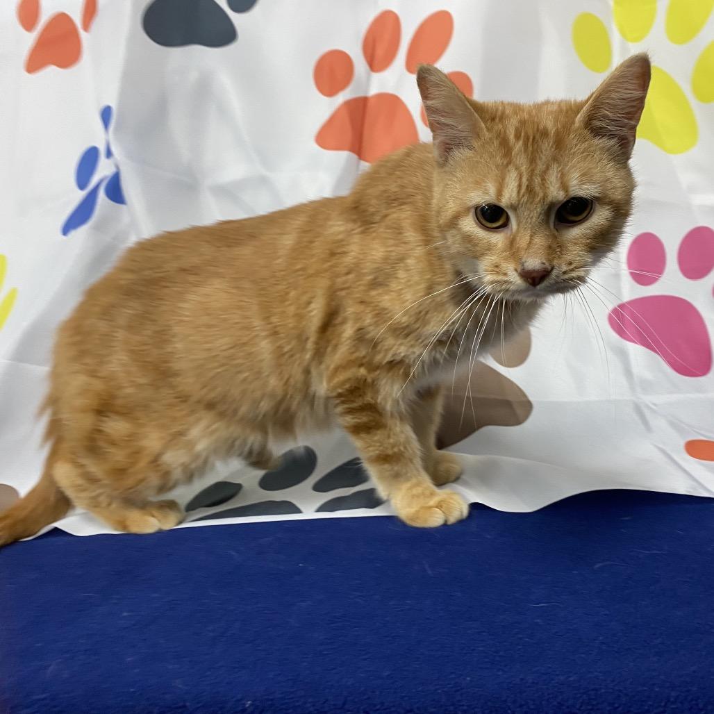 Enlarge Mango, a Adoptable Domestic Short Hair in Walnut Cove, NC image 4/5