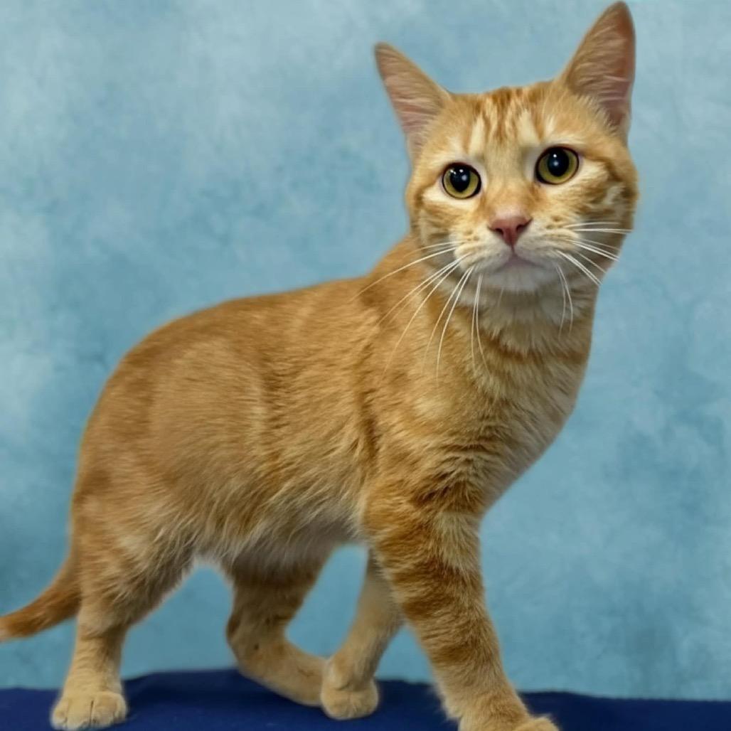 Enlarge Mango, a Adoptable Domestic Short Hair in Walnut Cove, NC image 5/5
