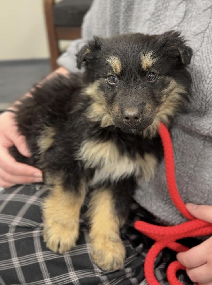 Naan, Adoptable, Puppy Female Mixed Breed.