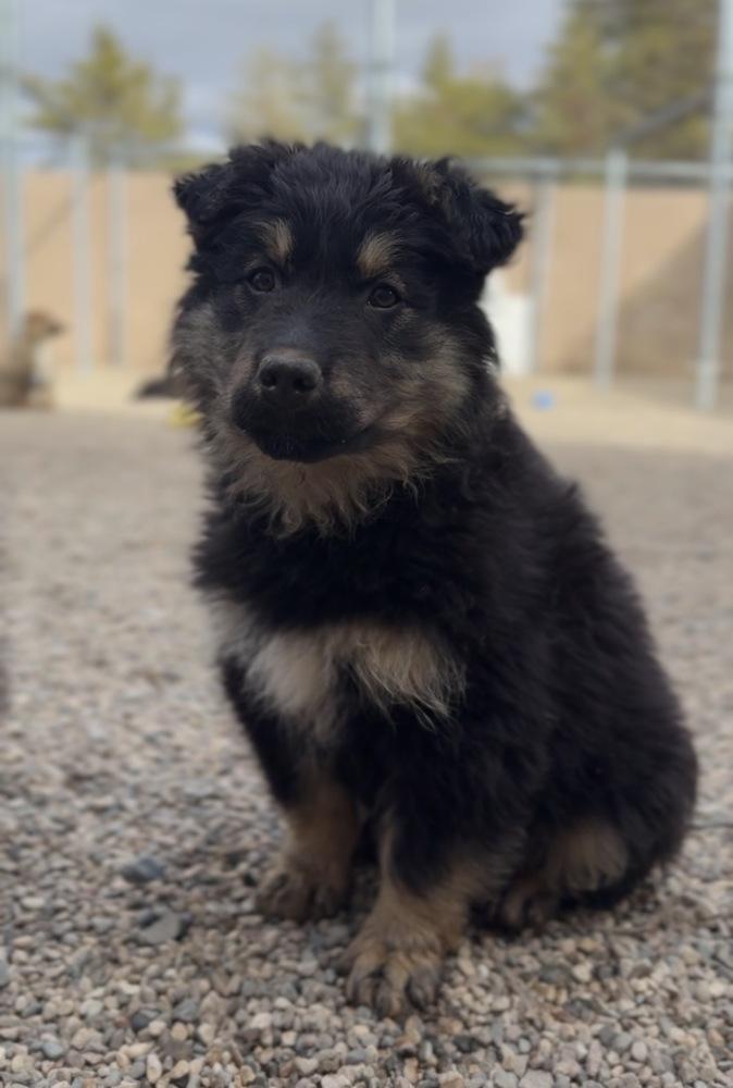 Enlarge Naan, a Adoptable mixed breed in Bemidji, MN image 2/3