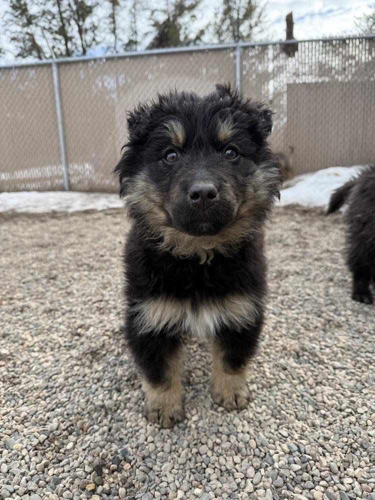 Enlarge Naan, a Adoptable mixed breed in Bemidji, MN image 3/3