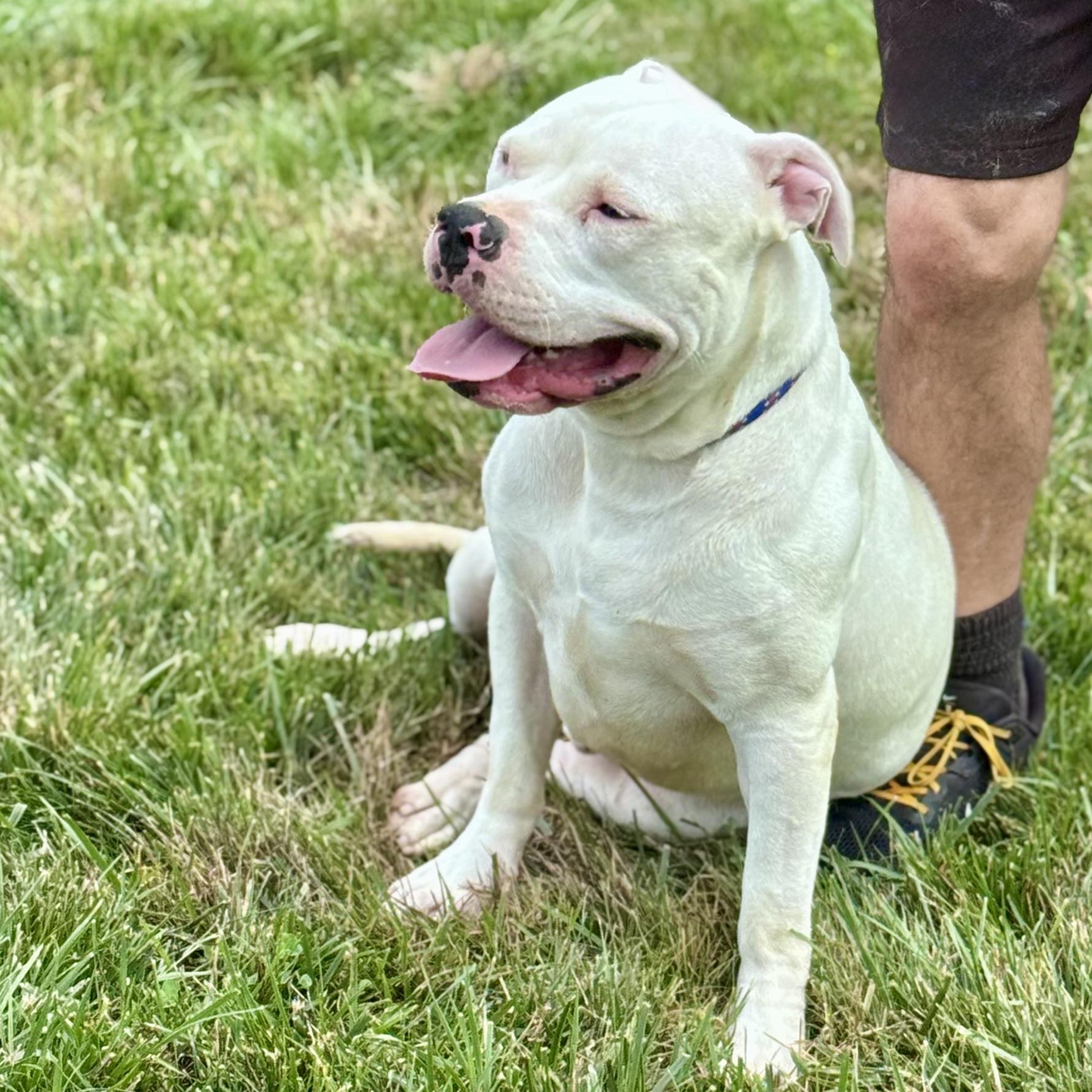 Enlarge BUBBA, a ADOPTABLE mixed breed in Wilmington, OH image 2/6