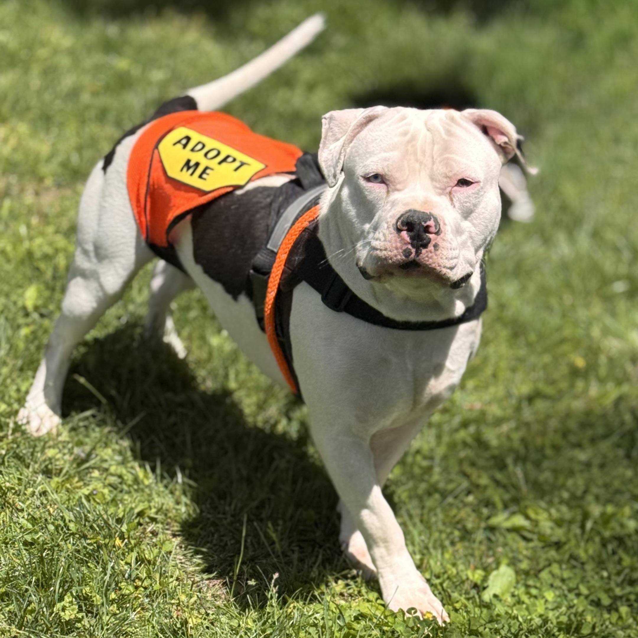 BUBBA, ADOPTABLE, Young Male American Bully.