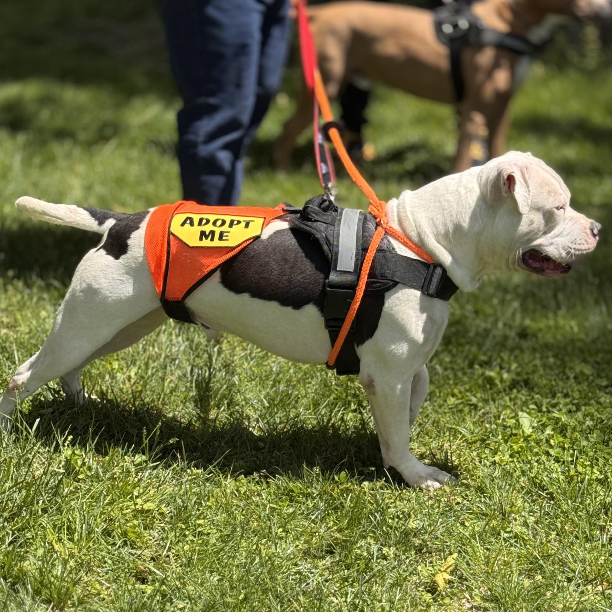 BUBBA, a ADOPTABLE mixed breed in Wilmington, OH image 3/6