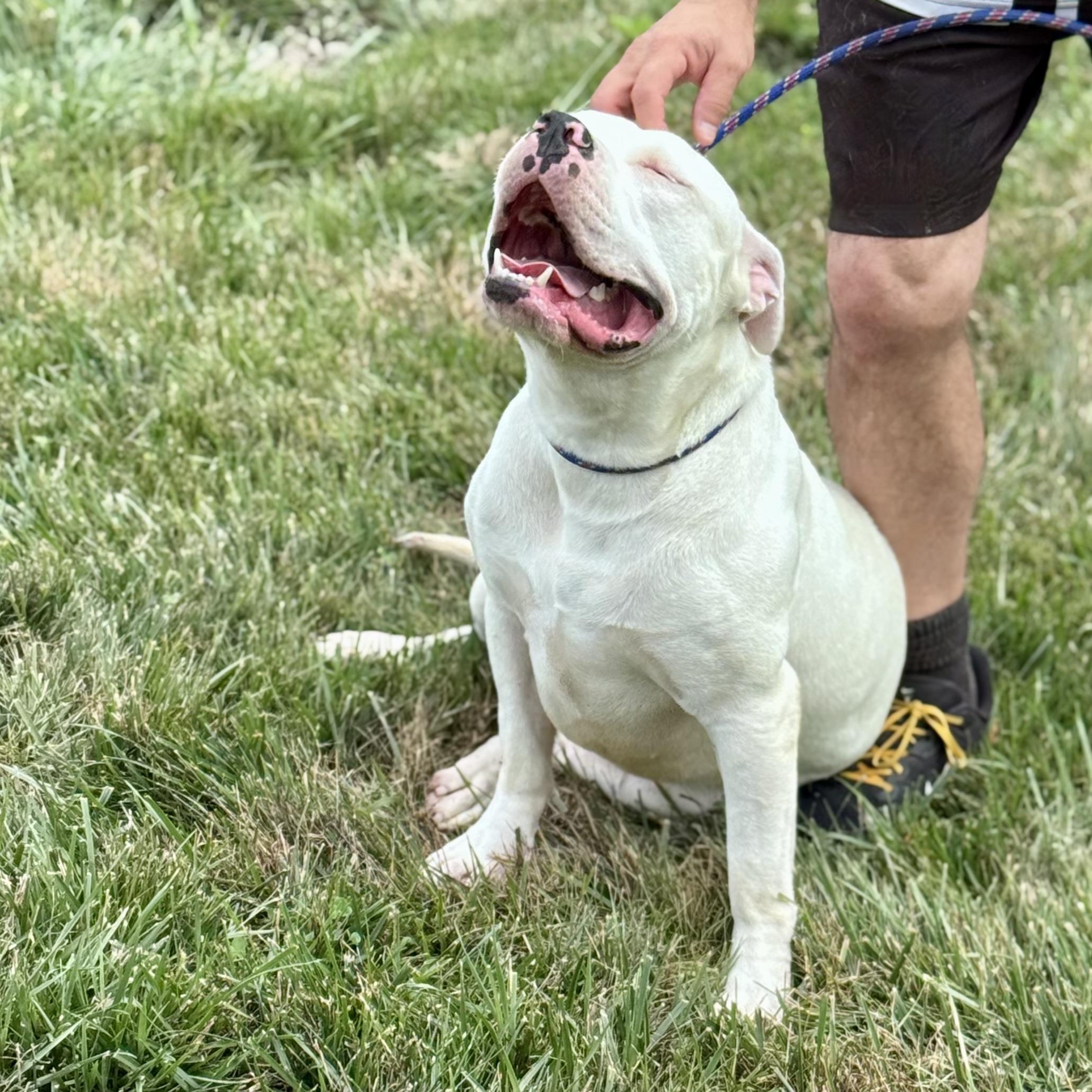 Enlarge BUBBA, a ADOPTABLE mixed breed in Wilmington, OH image 4/6
