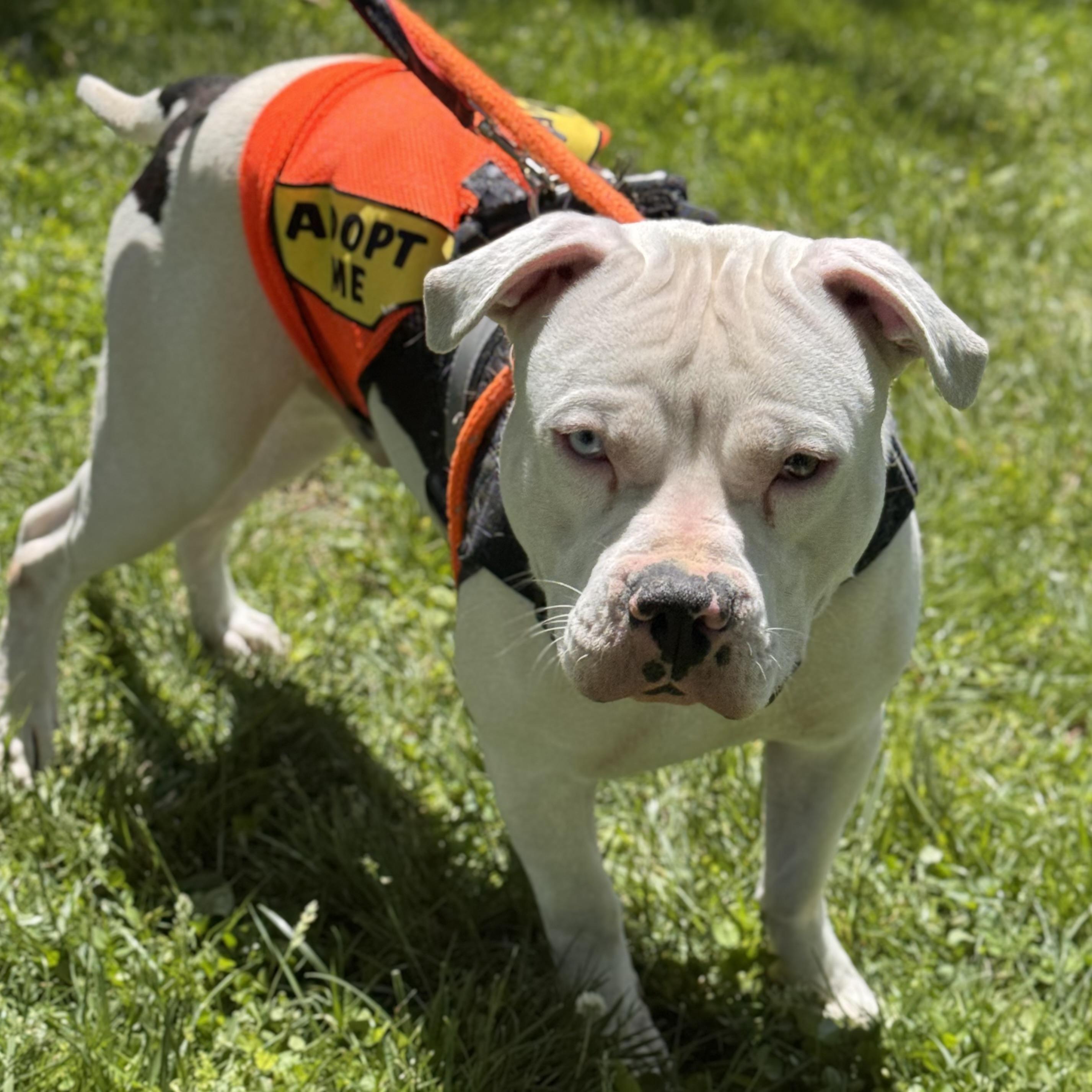 BUBBA, a ADOPTABLE mixed breed in Wilmington, OH image 4/6