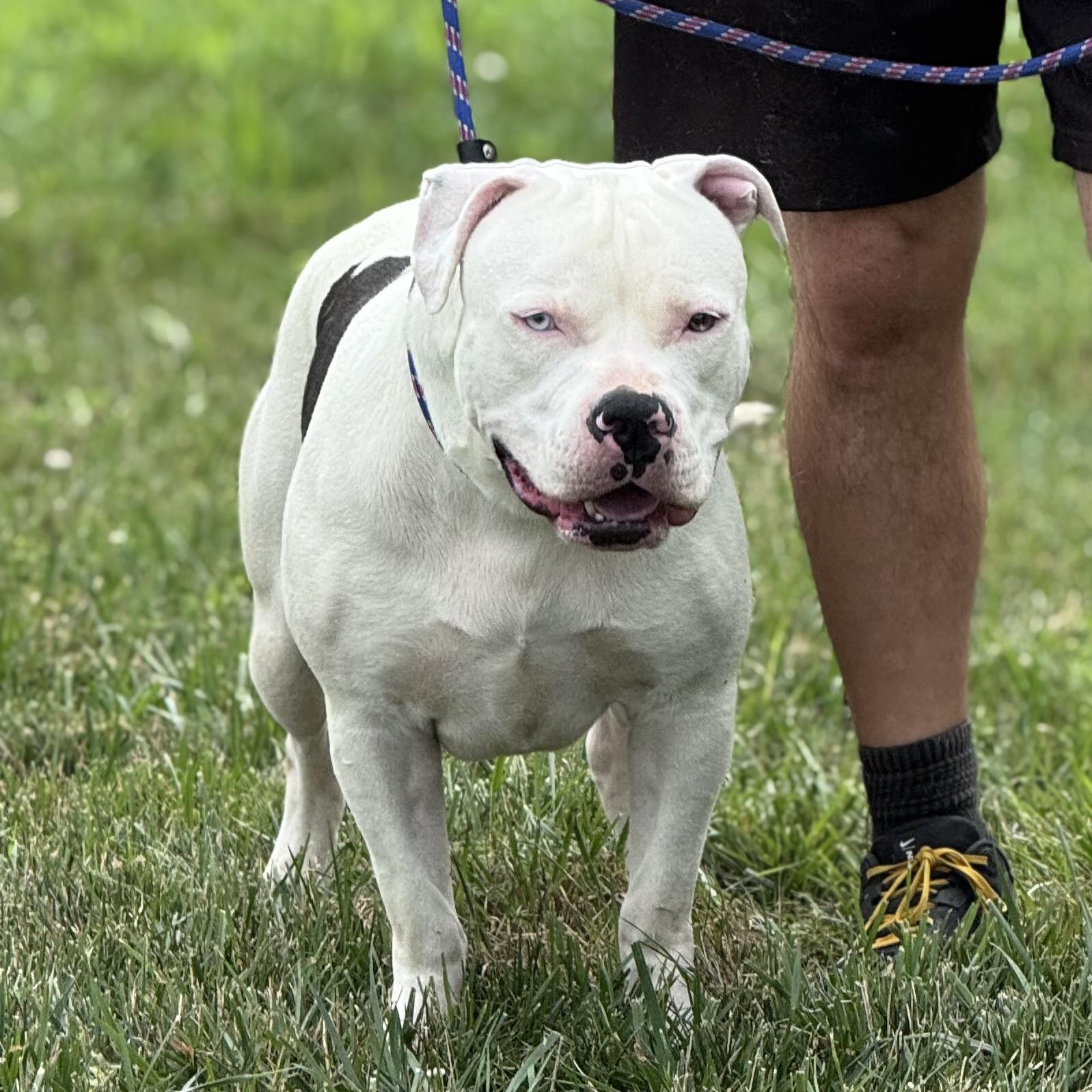 Enlarge BUBBA, a ADOPTABLE mixed breed in Wilmington, OH image 3/6