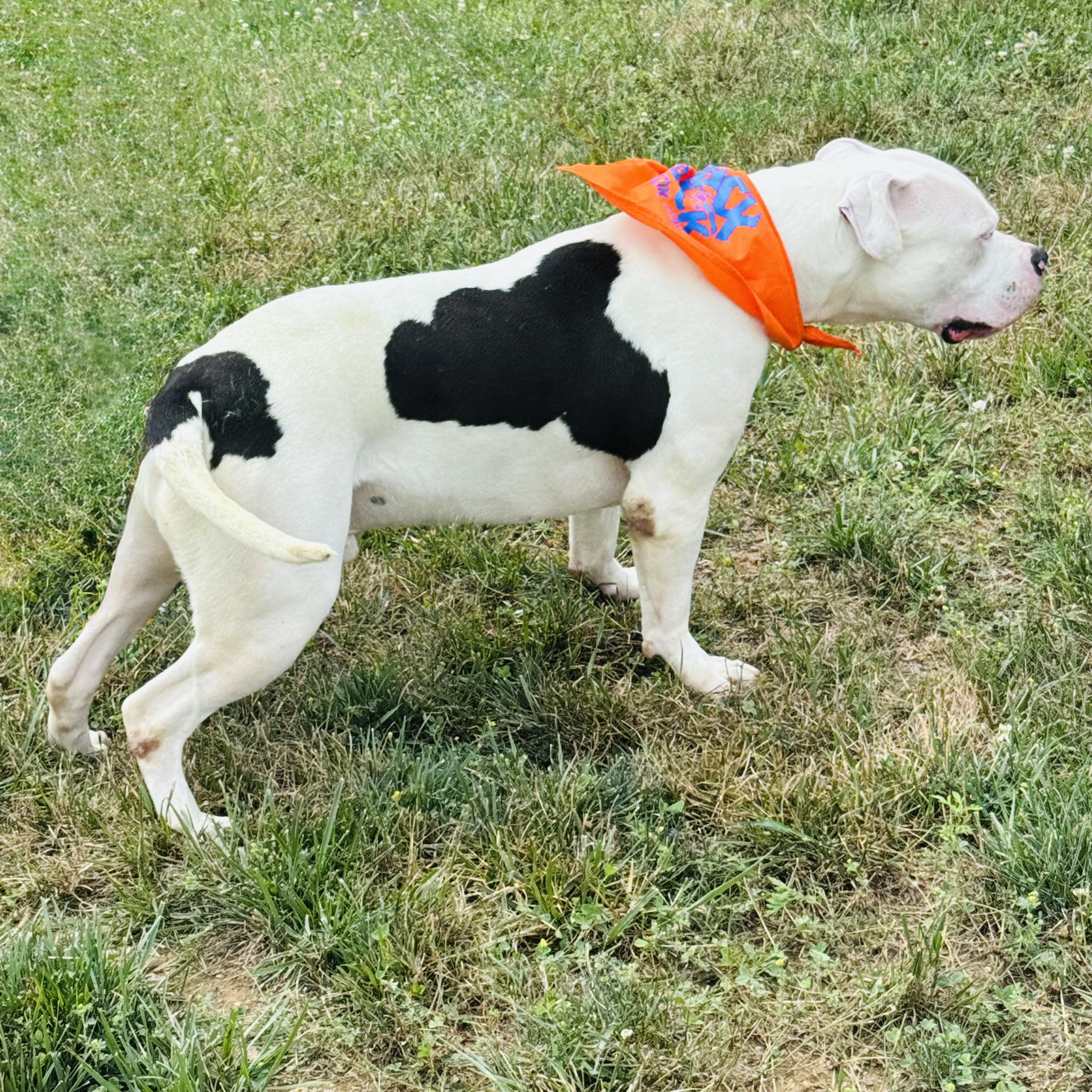 Enlarge BUBBA, a ADOPTABLE mixed breed in Wilmington, OH image 6/6
