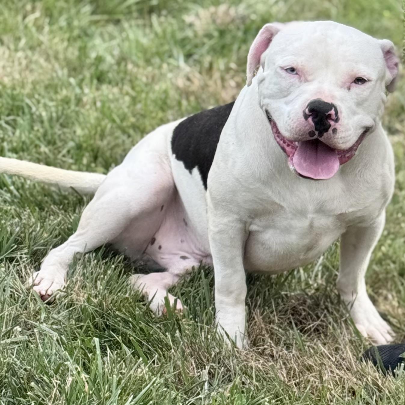 BUBBA, ADOPTABLE, Young Male American Bully.