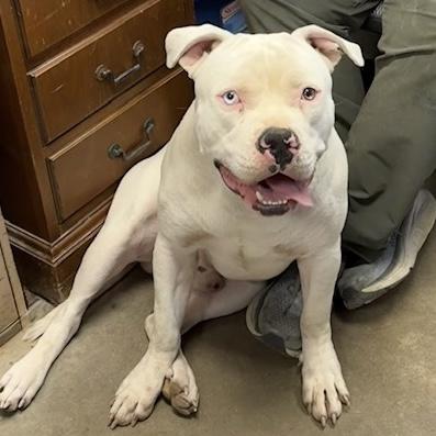 Enlarge BUBBA, a ADOPTABLE mixed breed in Wilmington, OH image 3/3