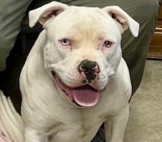 Enlarge BUBBA, a ADOPTABLE mixed breed in Wilmington, OH image 2/3