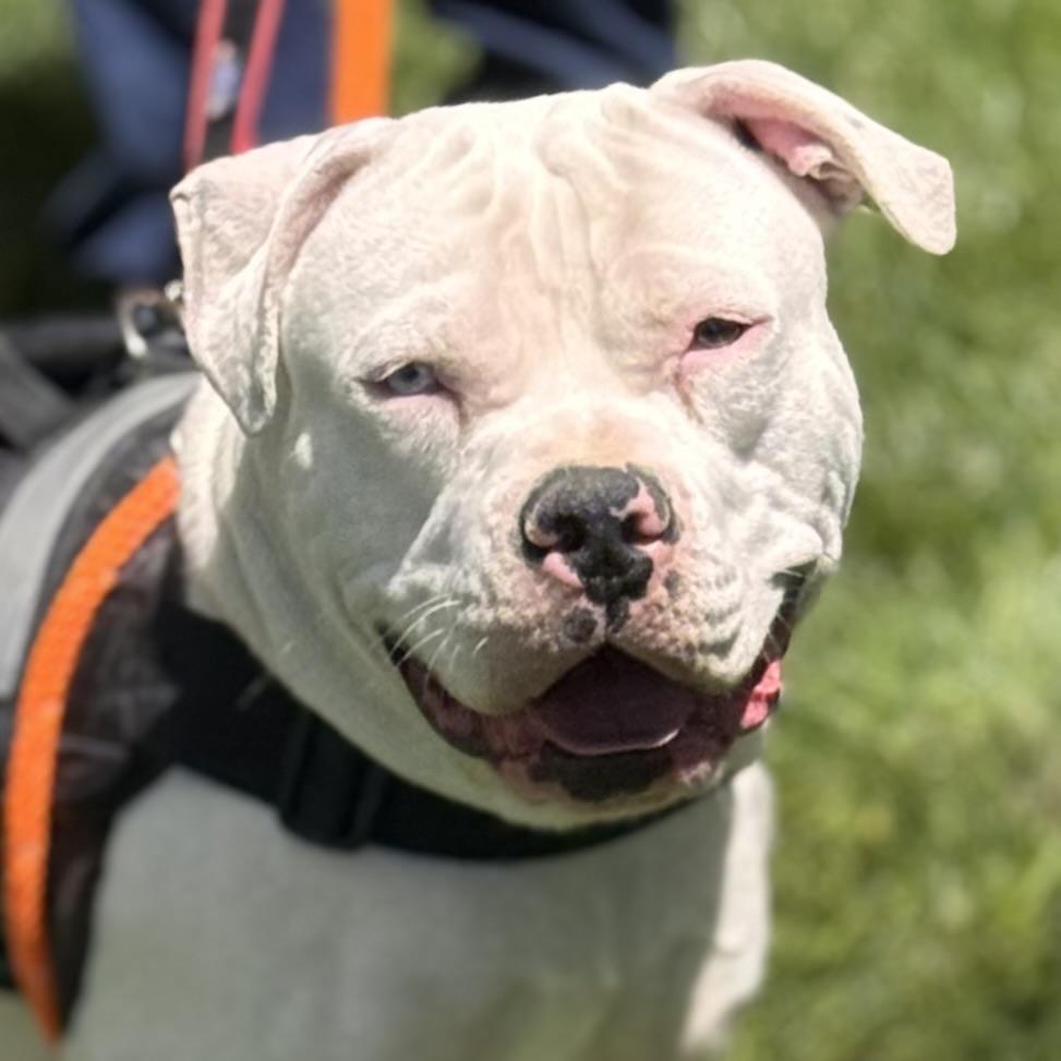 BUBBA, a ADOPTABLE mixed breed in Wilmington, OH image 2/6