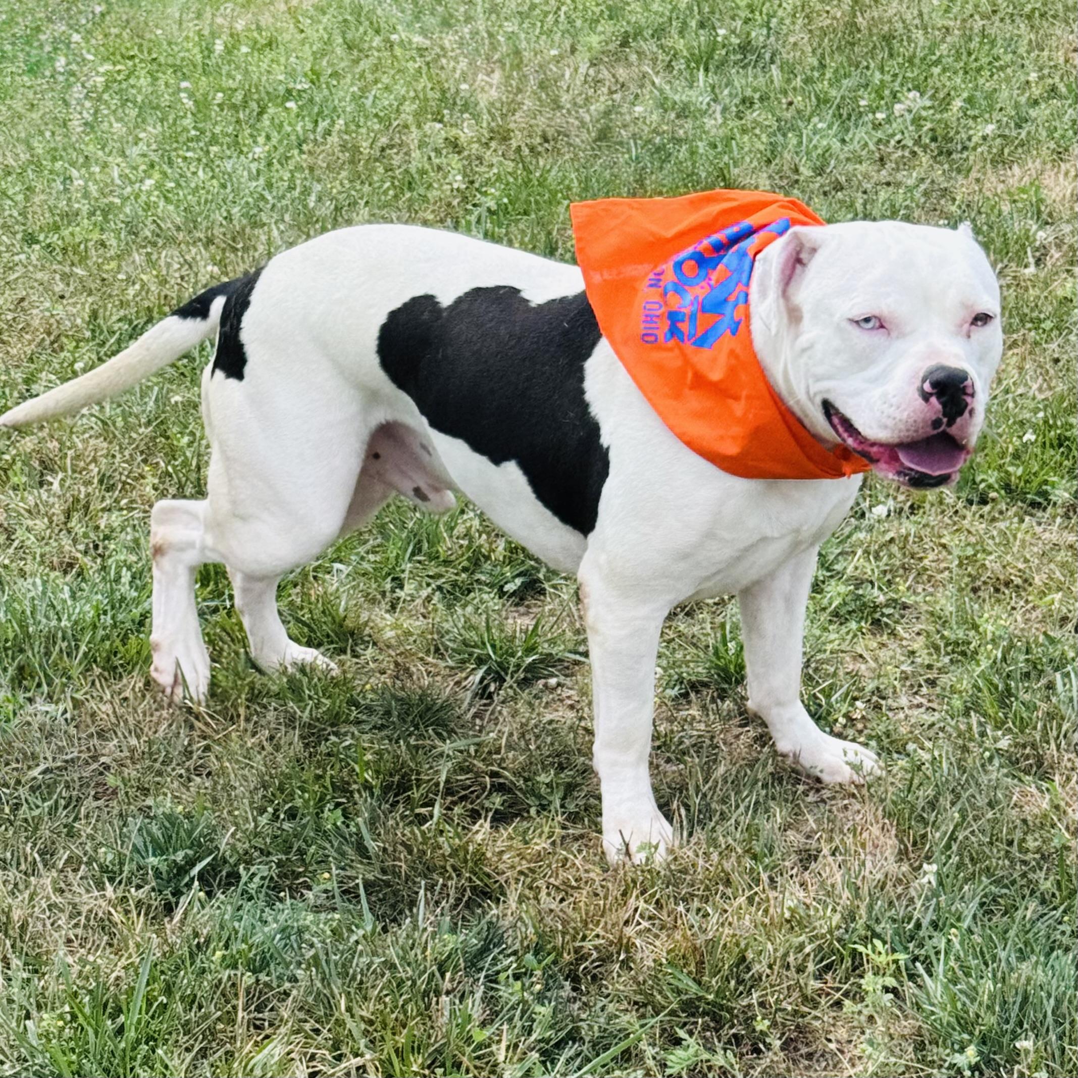 Enlarge BUBBA, a ADOPTABLE mixed breed in Wilmington, OH image 5/6