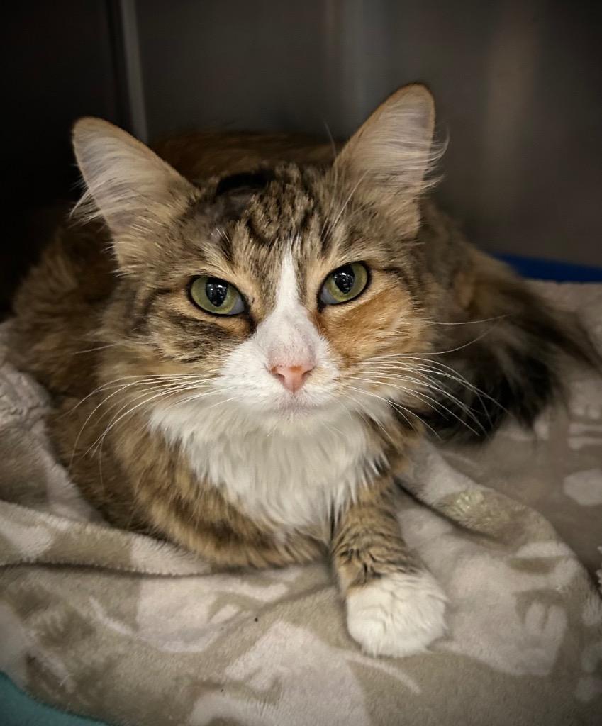 Dreamy, Adoptable, Adult Female Domestic Medium Hair.