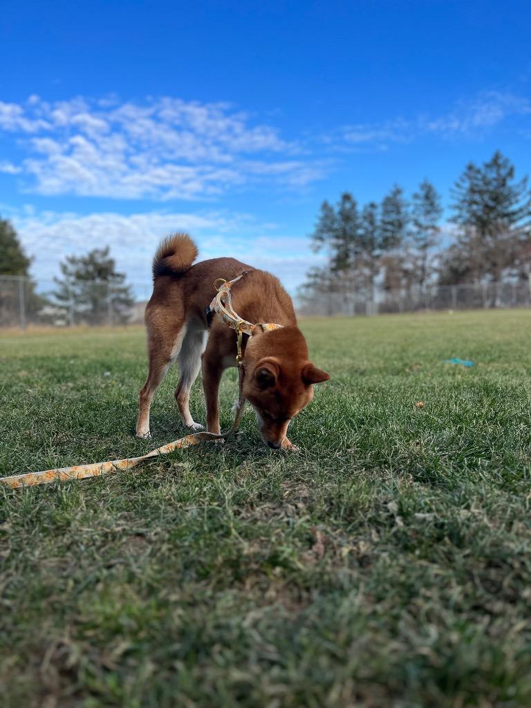 Sokka, Adoptable, Adult Male Shiba Inu.