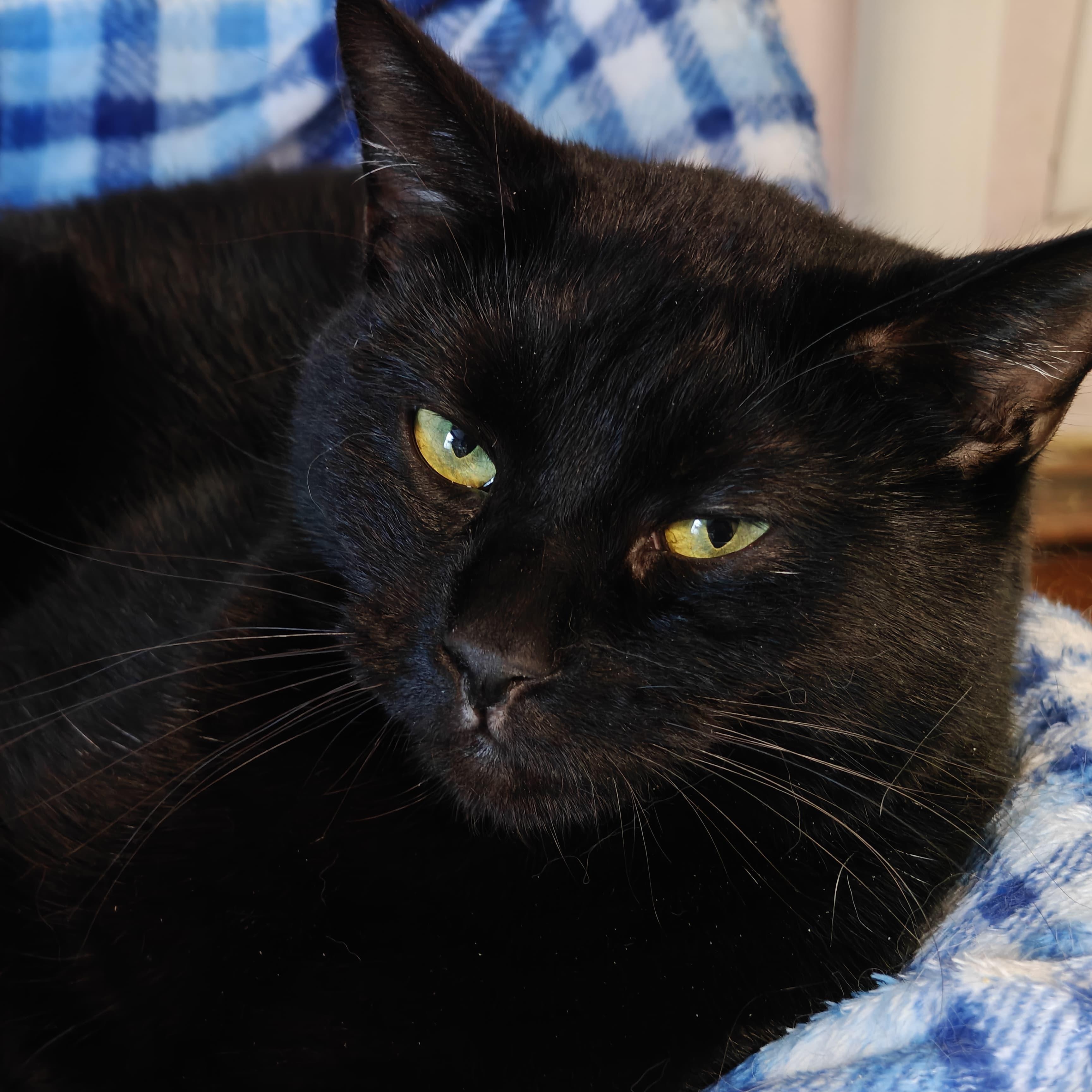Salem photo 5