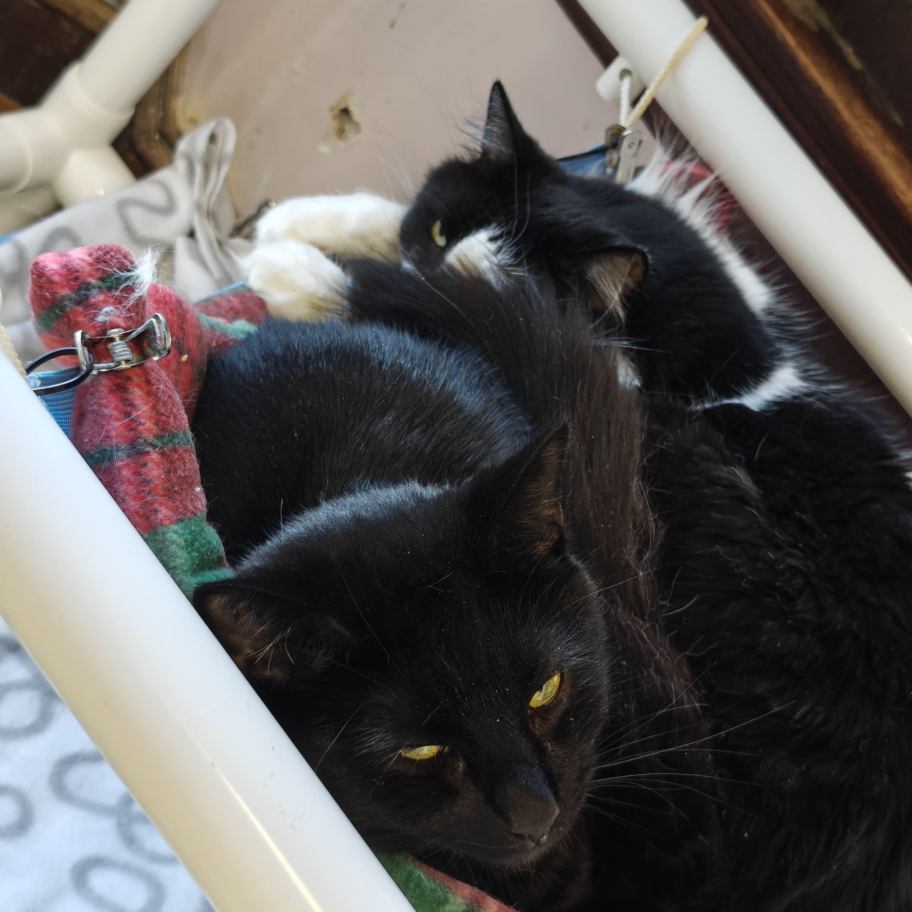 Salem photo 3