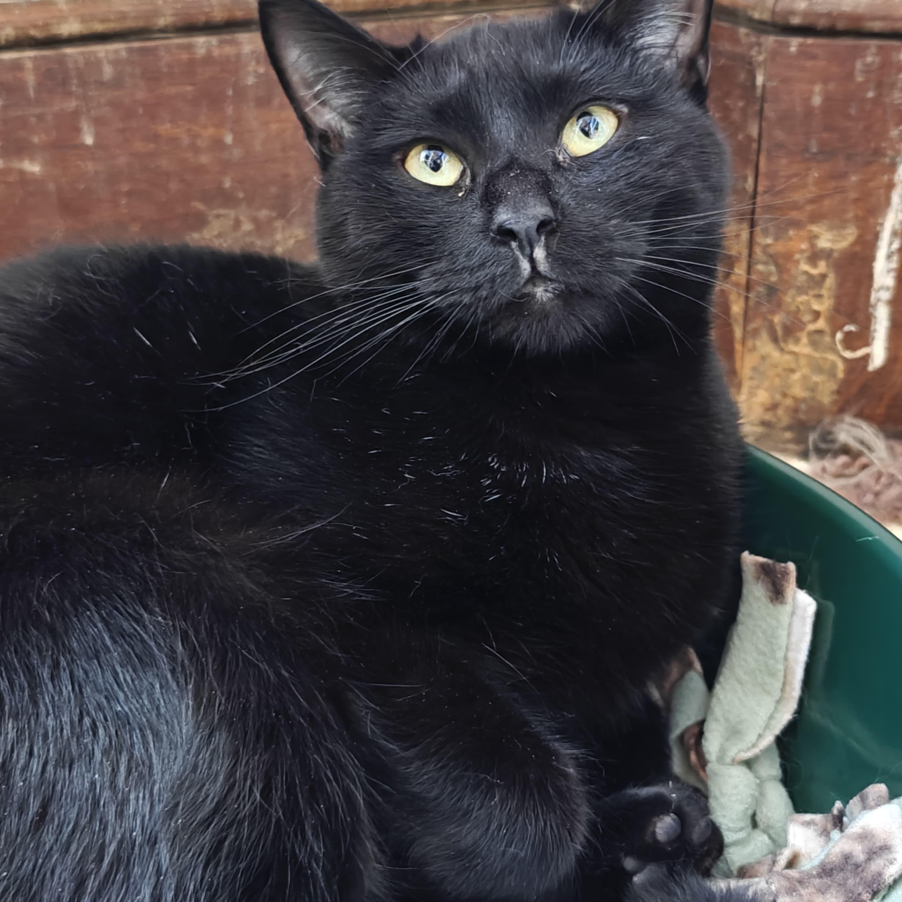 Salem photo 4