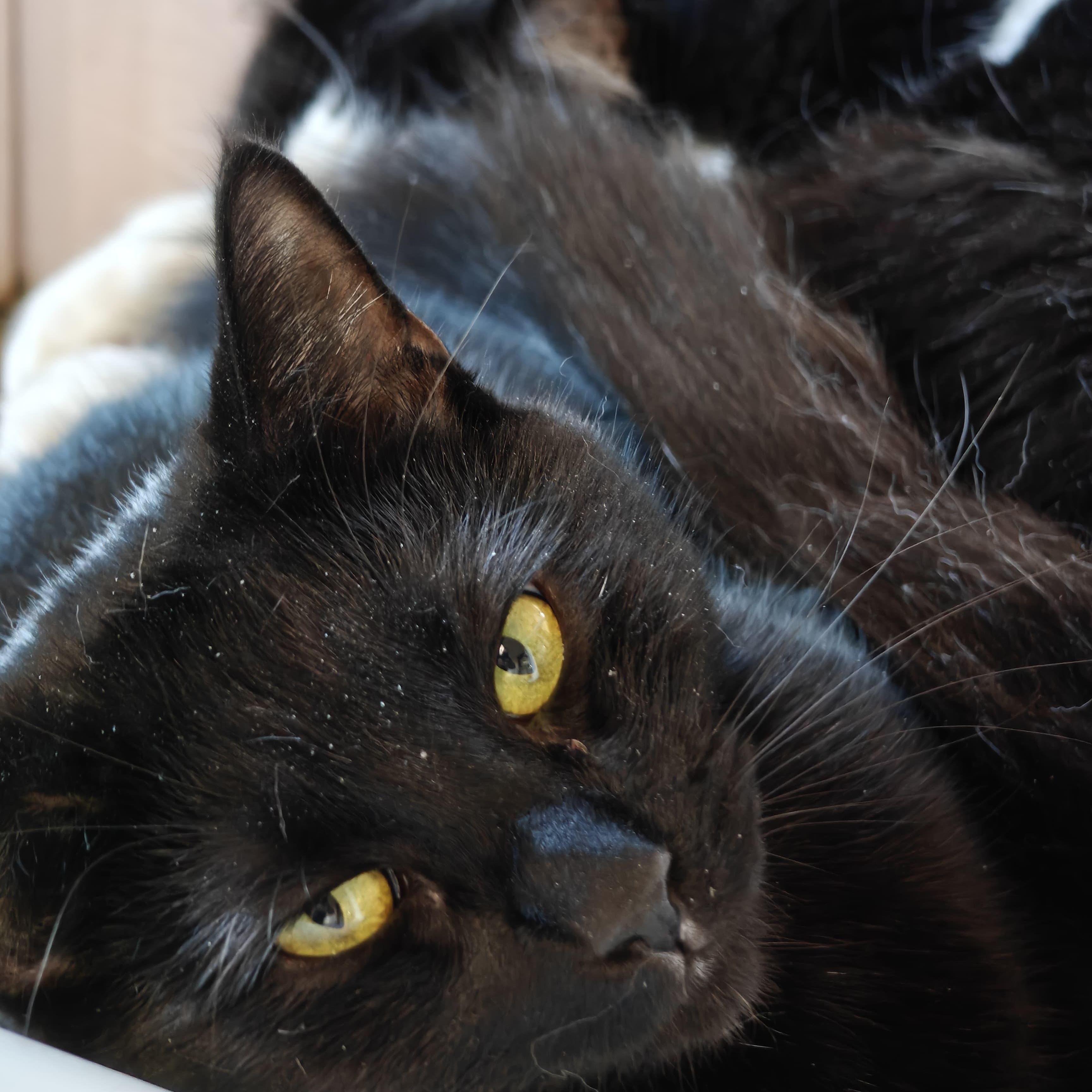 Salem photo 2