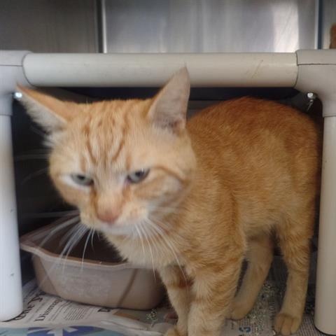 Enlarge "Ferdinand", a ADOPTABLE Domestic Short Hair in Perkiomenville, PA image 1/1