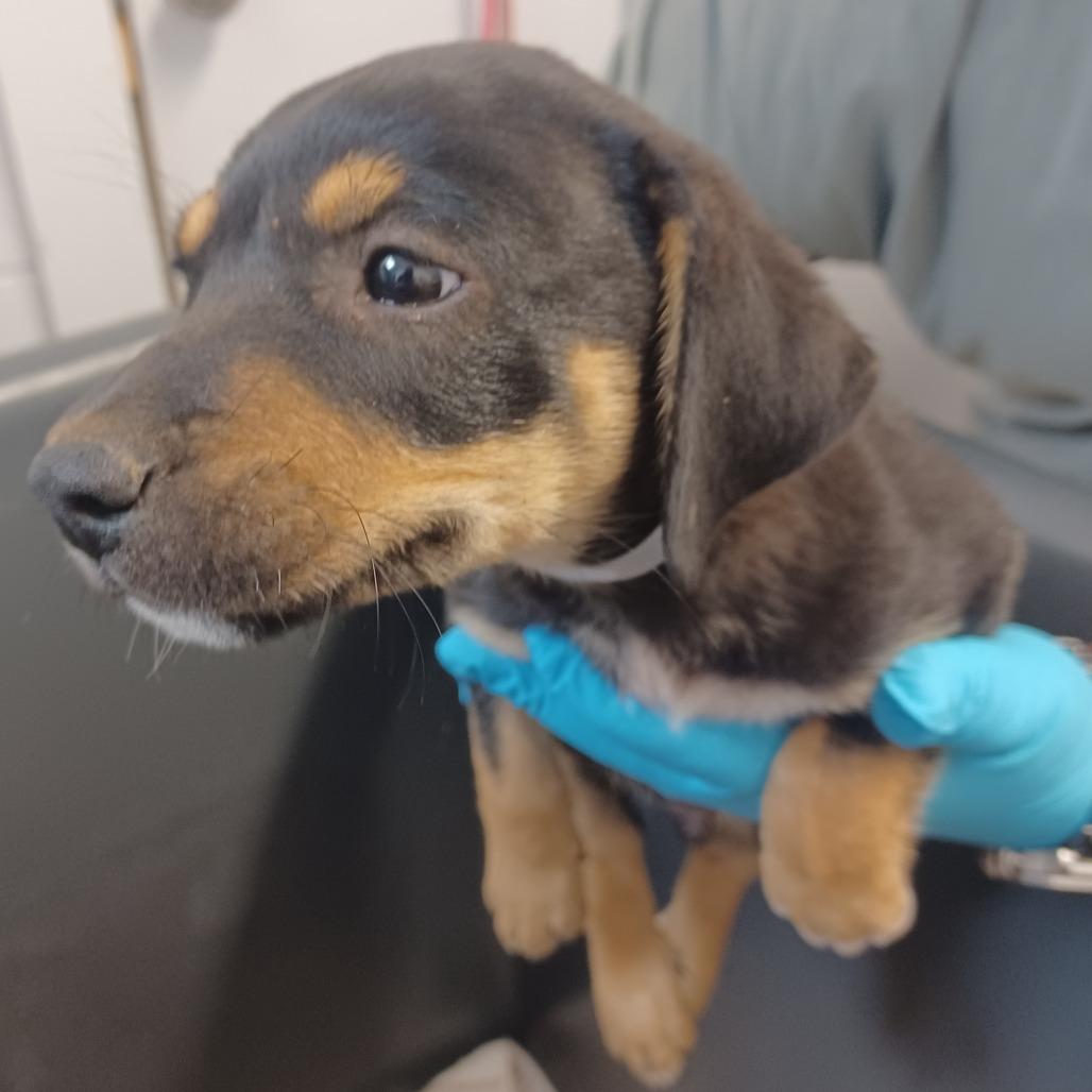 Enlarge Tillman, a Adoptable mixed breed in Hattiesburg, MS image 1/1