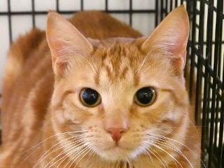 Jimmy, a Adoptable mixed breed in Anaconda, MT image 4/5