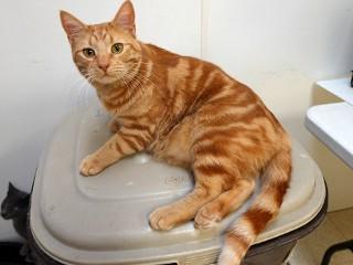 Jimmy, an adoptable Tabby, Domestic Short Hair in Anaconda, MT, 59711 | Photo Image 1