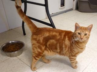 Jimmy, an adoptable Tabby, Domestic Short Hair in Anaconda, MT, 59711 | Photo Image 4