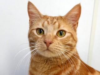 Jimmy, Adoptable, Young Male Tabby & Domestic Short Hair.