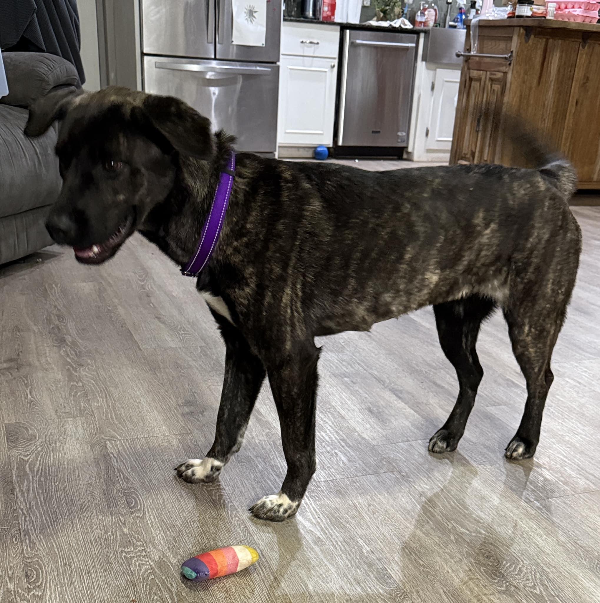 Mia 2, a Adoptable mixed breed in Newcastle, OK image 3/4