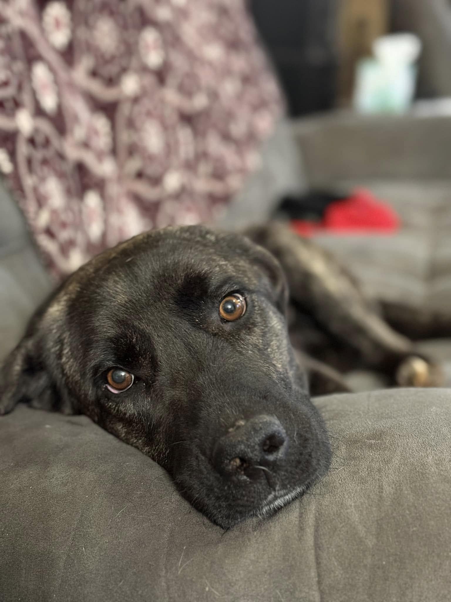 Mia 2, a Adoptable mixed breed in Newcastle, OK image 2/4