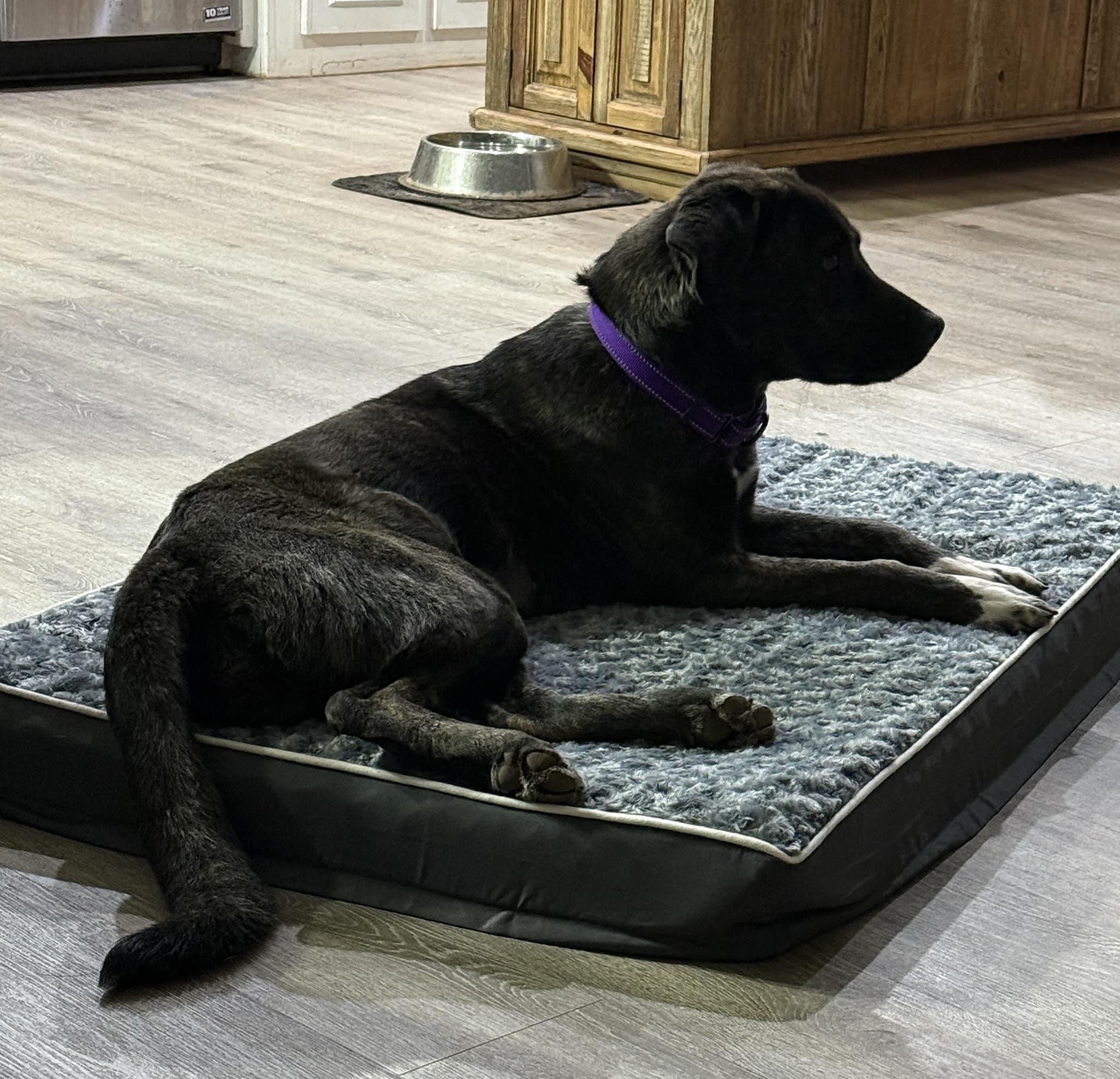 Mia 2, a Adoptable mixed breed in Newcastle, OK image 4/4