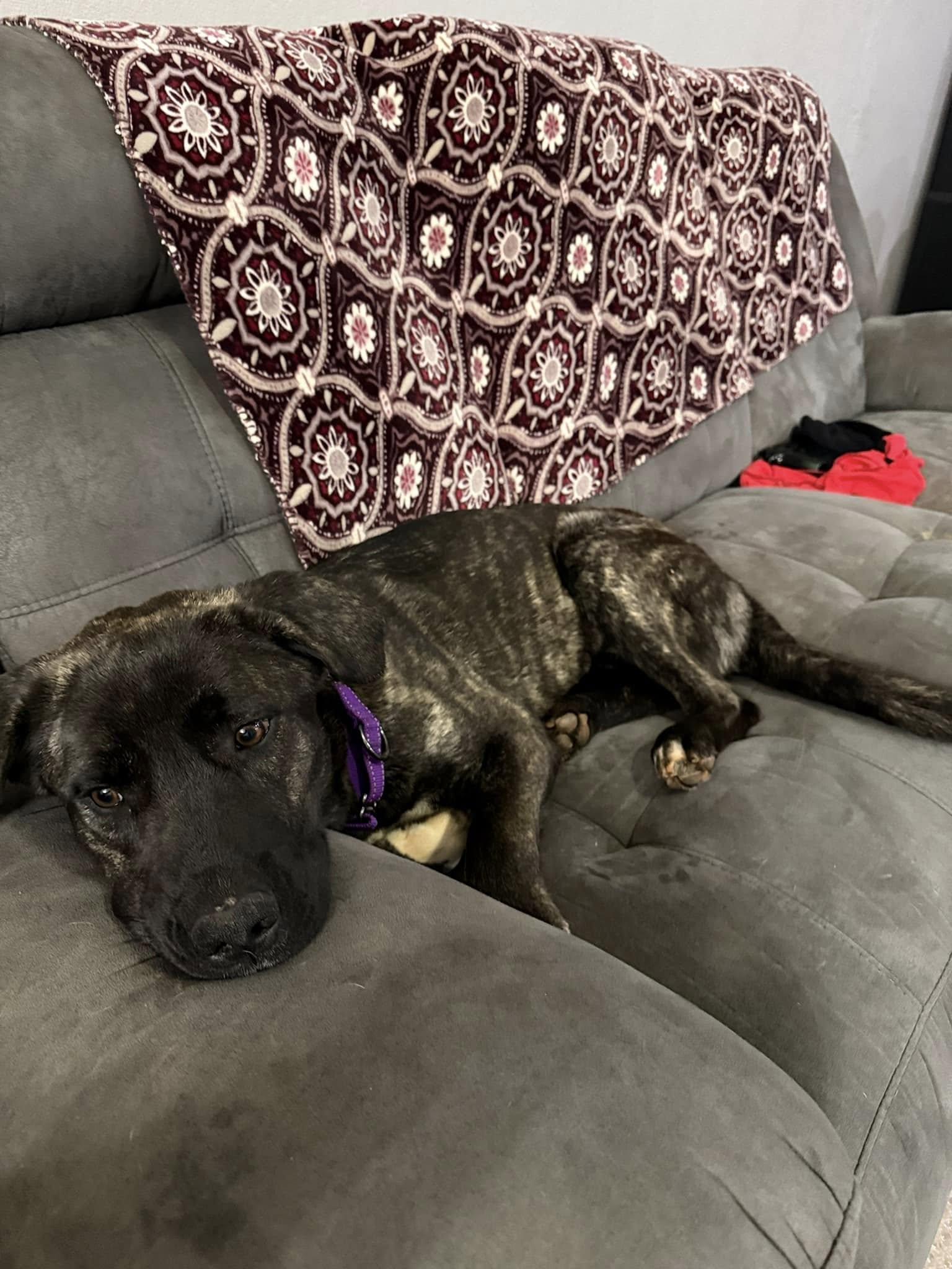 Mia 2, a Adoptable mixed breed in Newcastle, OK image 1/4