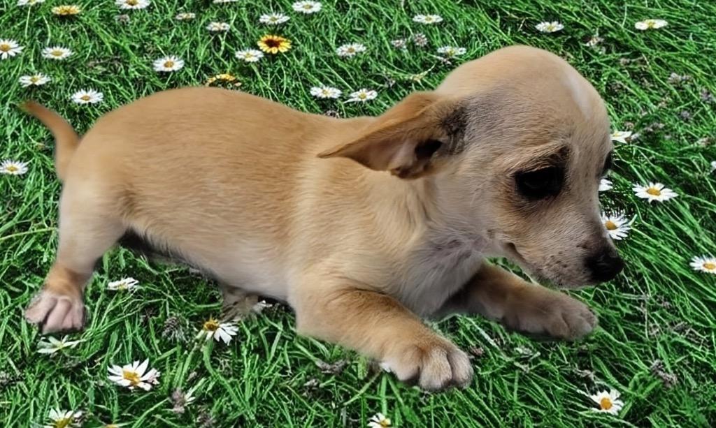 Enlarge Taffy-Petfinder Reduction, a Adopted Chihuahua in Fort Myers, FL image 1/2