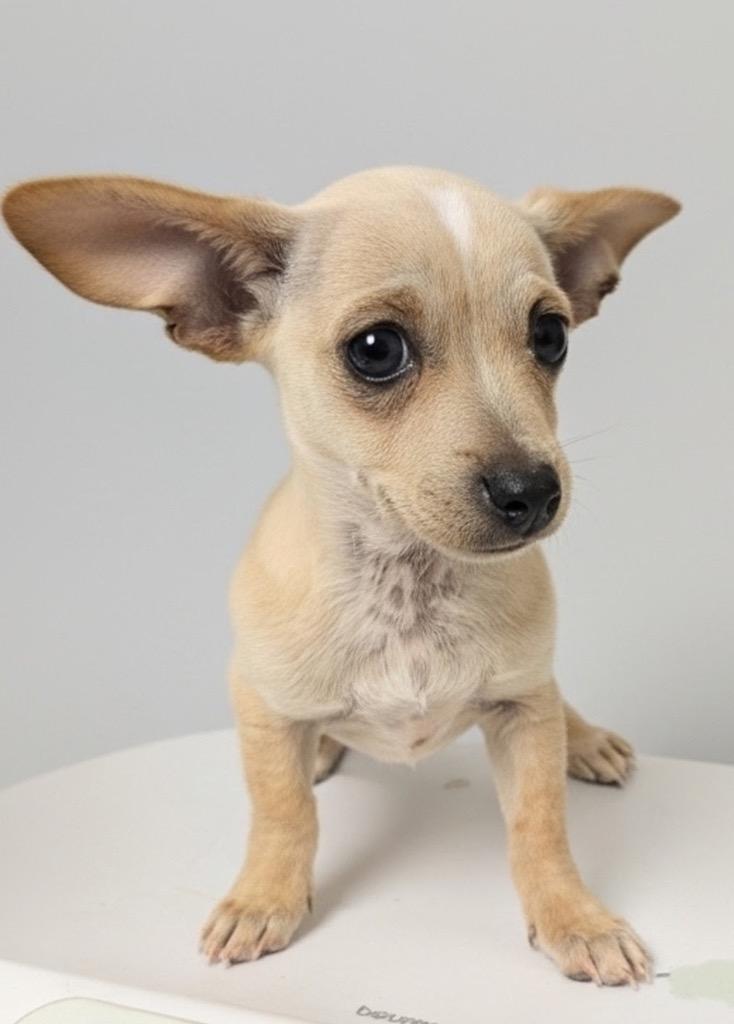 Enlarge Taffy-Petfinder Reduction, a Adopted Chihuahua in Fort Myers, FL image 2/2