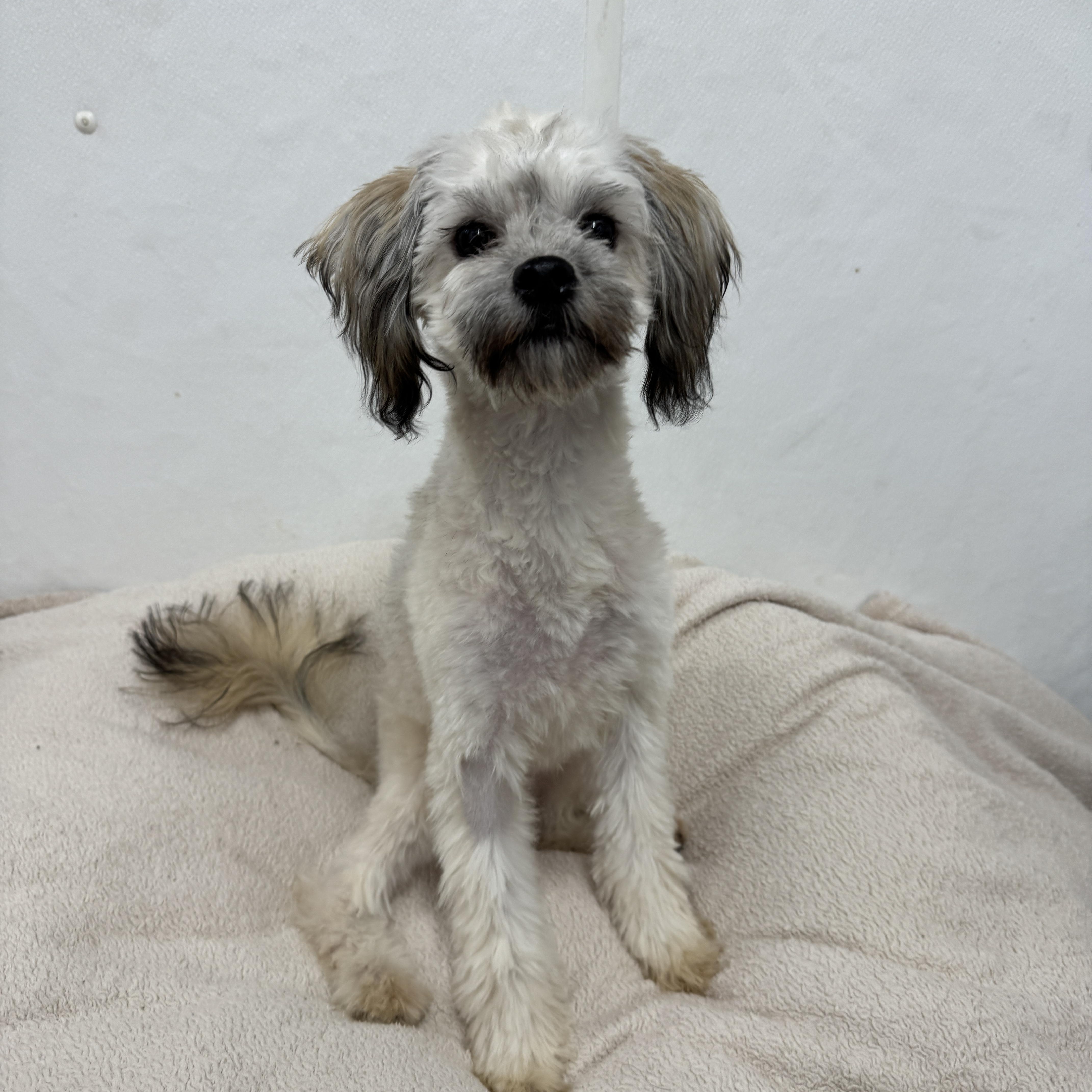 Sugar Cookie thumbnail 2